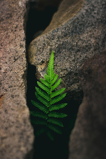 Stones, Plant, Macro, Fern HD phone wallpaper