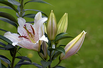 Lily, Branch, Flowering, Flowers, Buds HD wallpaper