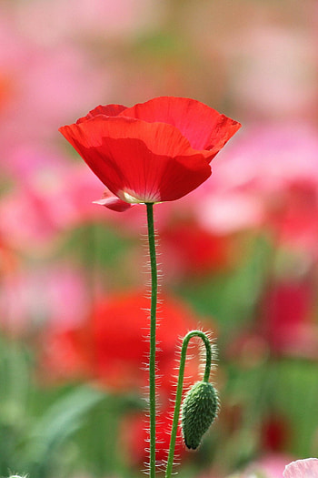 Alluring floral artwork, Beautiful watercolor flower, Colorful poppy, Nature's masterpiece HD phone wallpaper