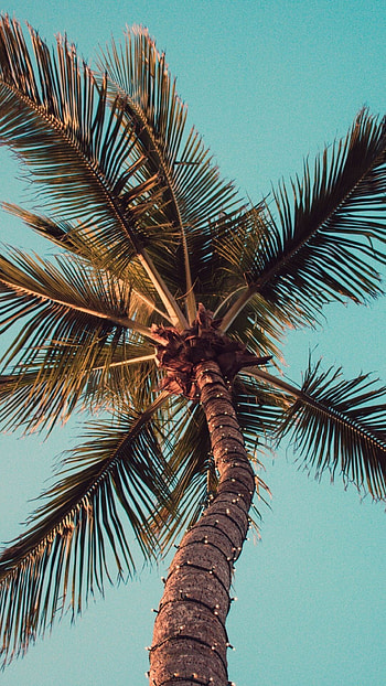 Android palm tree , Digital serenity, Mobile beauty, Tropical vibes HD phone wallpaper