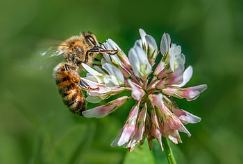 Buzzy Bee, closeup, bees, bugs, graphy, green, , nature, macro HD wallpaper