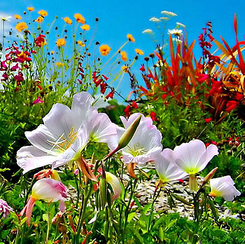 Small flowers laughing in the sun !, blue, white, garden, colors, pleasure, laughing, beauty, little, simple, green, yellow, red, flowers, happy, joy, sun HD wallpaper
