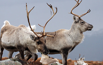 Reindeer 3 , Animal , Breathtaking scene, Majestic beauty HD wallpaper