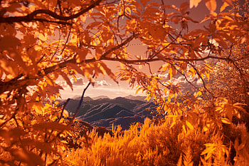 Mountains View Between Autumn Tree Branches , autumn, mountains, nature HD wallpaper