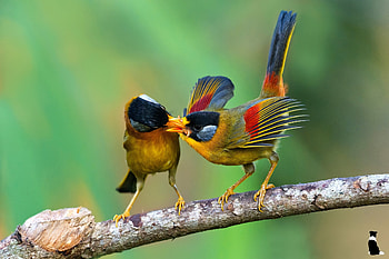 Animals, Birds, Food, Branch, Silver Eared Mesia, Leiotrichous HD wallpaper