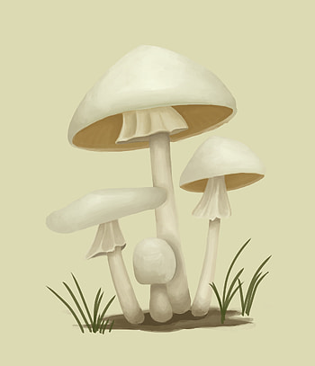 Amanita virosa, Destroying angel, Toxic beauty, Nature's artwork HD phone wallpaper
