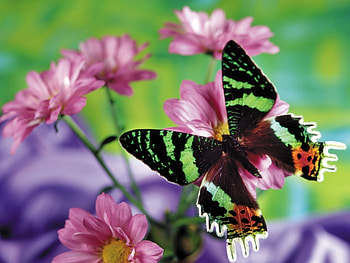 Butterflies, Insects HD wallpaper