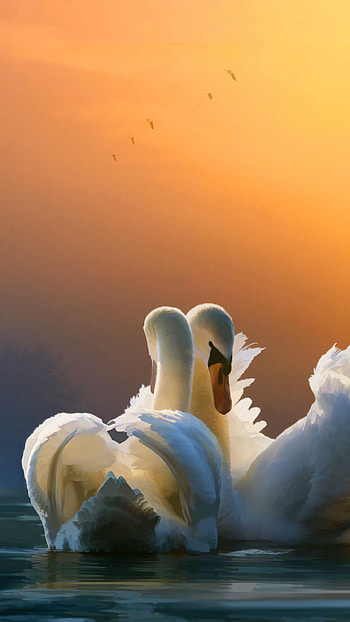 Swan couple, S6 S7 Pixel, XL Nexus HD phone wallpaper