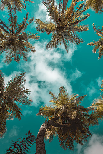 Nature, Sky, Leaves, Clouds, Palms, Branches, Tropics, Bottom View HD phone wallpaper