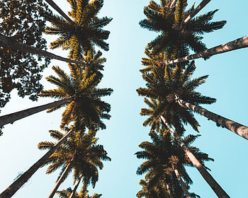 Palm tree, green HD wallpaper