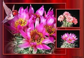 PRETTY CACTI, PLANTS, PRETTY, CACTUS HD wallpaper