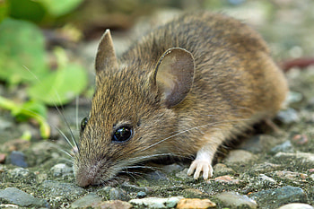 Mouse, wood mouse, wildlife species, mouse behavior HD wallpaper
