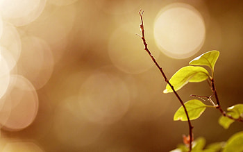 Leaves, Macro, Glare, Branch, Blurred, Greased HD wallpaper