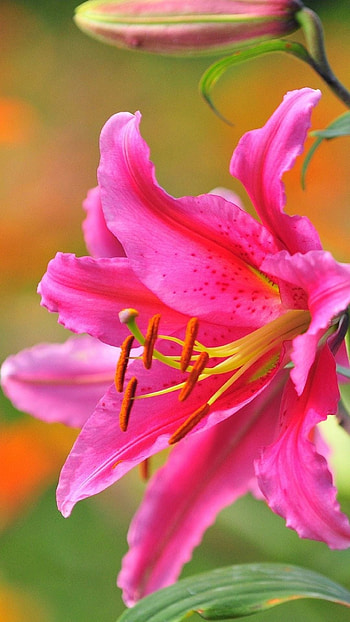 Pink Lily, Adorable Background HD phone wallpaper