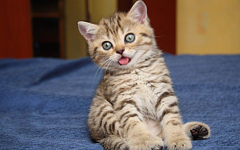 Animals, Cats HD wallpaper