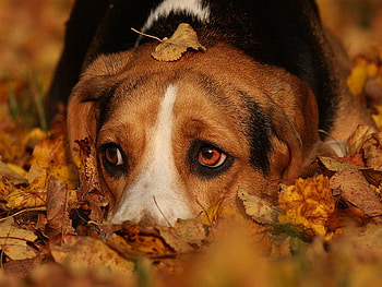 Sad autumn dog, dog, animal, fall, sorrow, sadness, sad, leaves, brown, autumn, pet, look HD wallpaper