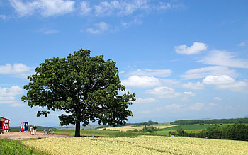 People, Nature, Wood, Tree, Crown, Krone, Field, Farm, Economy HD wallpaper