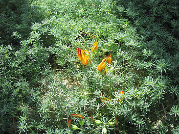 Flowers Rejuvenate life 47, graphy, yellow, green, Flowers, garden, orange HD wallpaper