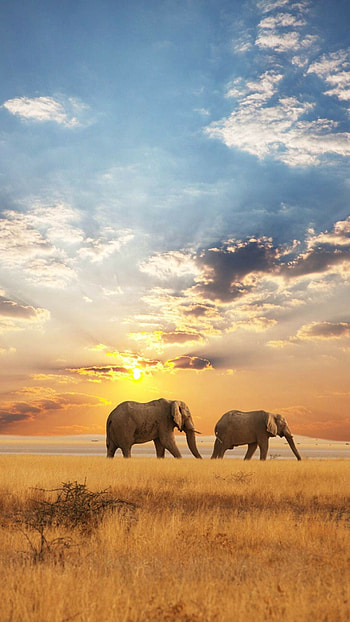 African elephant, Ethereal landscape, Graceful giant, of wildlife HD phone wallpaper