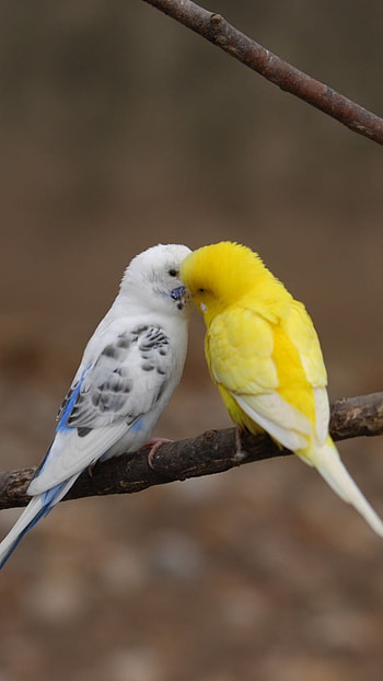 Love Birds, Couple Birds HD phone wallpaper