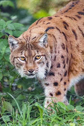 Animals, Grass, Iris, Big Cat HD phone wallpaper