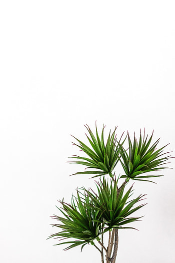 Plant, Minimalism, Palm, Decorative HD phone wallpaper