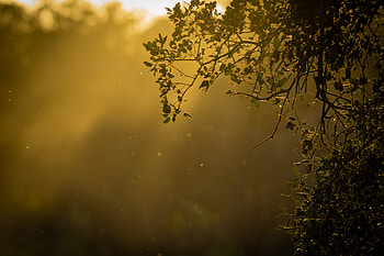 Nature, Sun, Glare, Branch HD wallpaper