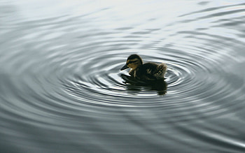 Duck in natural habitat, Nature-inspired , Water-dwelling bird, Wildlife in focus HD wallpaper