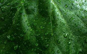 Grass, Leaves, Drops, Macro, Surface, Dew HD wallpaper