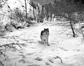snow wolf, white, timber, saying, black, wolves, , wolf, canislupus, howling, wolf art, wisdom HD wallpaper