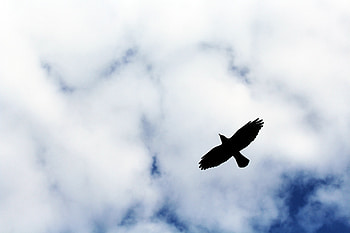 Sky, Clouds, Silhouette, Bird, Minimalism, Flight HD wallpaper
