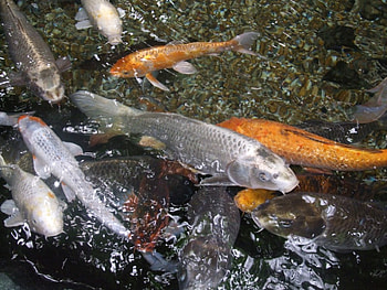 Stunning Koi Carp, fish, aquarium, koi carp HD wallpaper