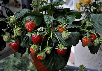 Food, Strawberry, Berries, Wild Strawberries HD wallpaper
