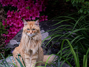 Cat, animal, kitten, kitty HD wallpaper