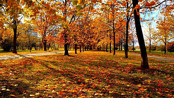 Golden Autumn - Park, golden, Fall, forests, Autumn, orange, shadows, parks, leaves, pretty, fallen, trees, nature, , foliage HD wallpaper