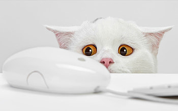 Funny, Animals, Cats HD wallpaper