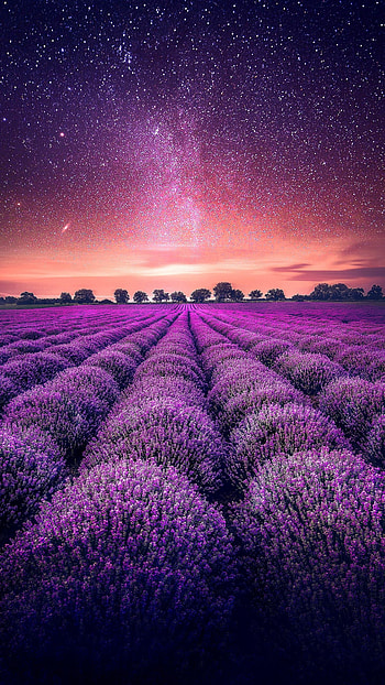 Lavender , Floral elegance, Nature's beauty, Serene vibes HD phone wallpaper