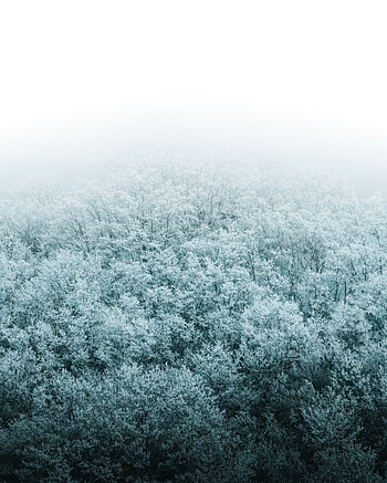 Winter, Nature, Trees, Snow, View From Above, Forest HD phone wallpaper