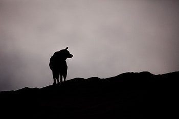 Animals, Dark, Silhouette, Dog, Outlines, Bw, Chb HD wallpaper