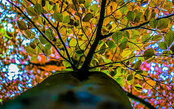 Autumn Branches, autumn, nature, trees HD wallpaper