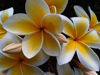 Plumeria, white, yellow plumeria, white flower, white plumeria, yellow flower, flower, yellow, nature, flowers, white flowers HD wallpaper