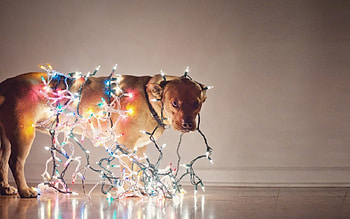 Happy New Year, dog, lamp, happy, new year HD wallpaper