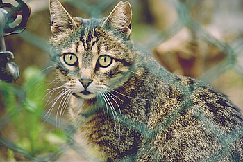 Animals, Cat, Grid, Striped, Sight, Opinion HD wallpaper