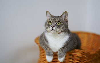 Adorable European Shorthair cat sitting in a basket, looking curious and calm. HD wallpaper
