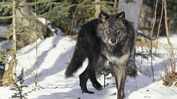 Animals, Winter, Grass, Snow, Predator, Wolf HD wallpaper