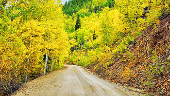 Golden trees, Mesmerizing , Nature's masterpiece, Captivating visual HD wallpaper