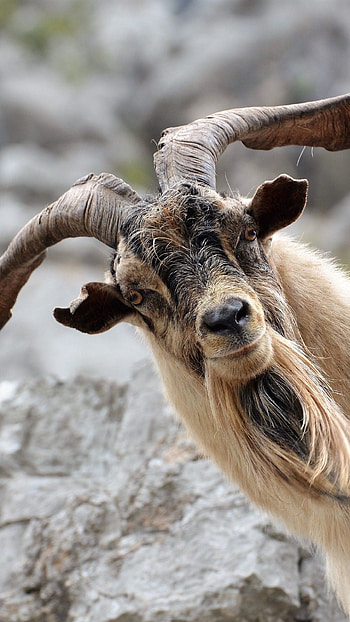 Goat , Mobile-friendly goat backgrounds, Handy goat , On-the-go goat graphy HD phone wallpaper