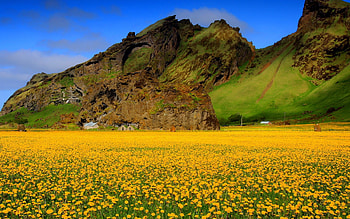 Yellow flower field, Bright and vibrant, Nature's canvas, Blossoming beauty HD wallpaper