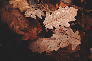 Golden Leaves , leaves, nature, drops HD wallpaper