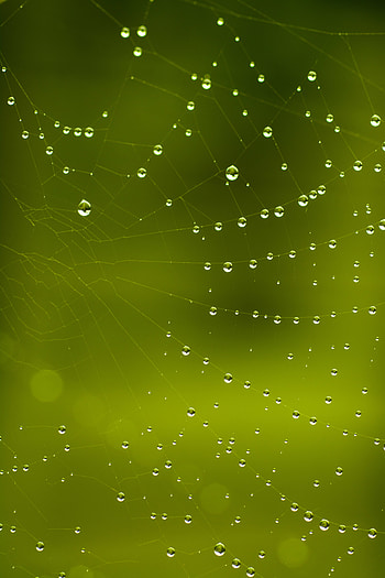 Web, Drops, Macro HD phone wallpaper